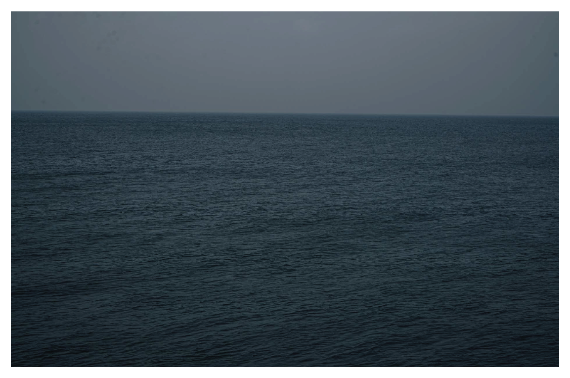 BIRDS - Sofia Brandes